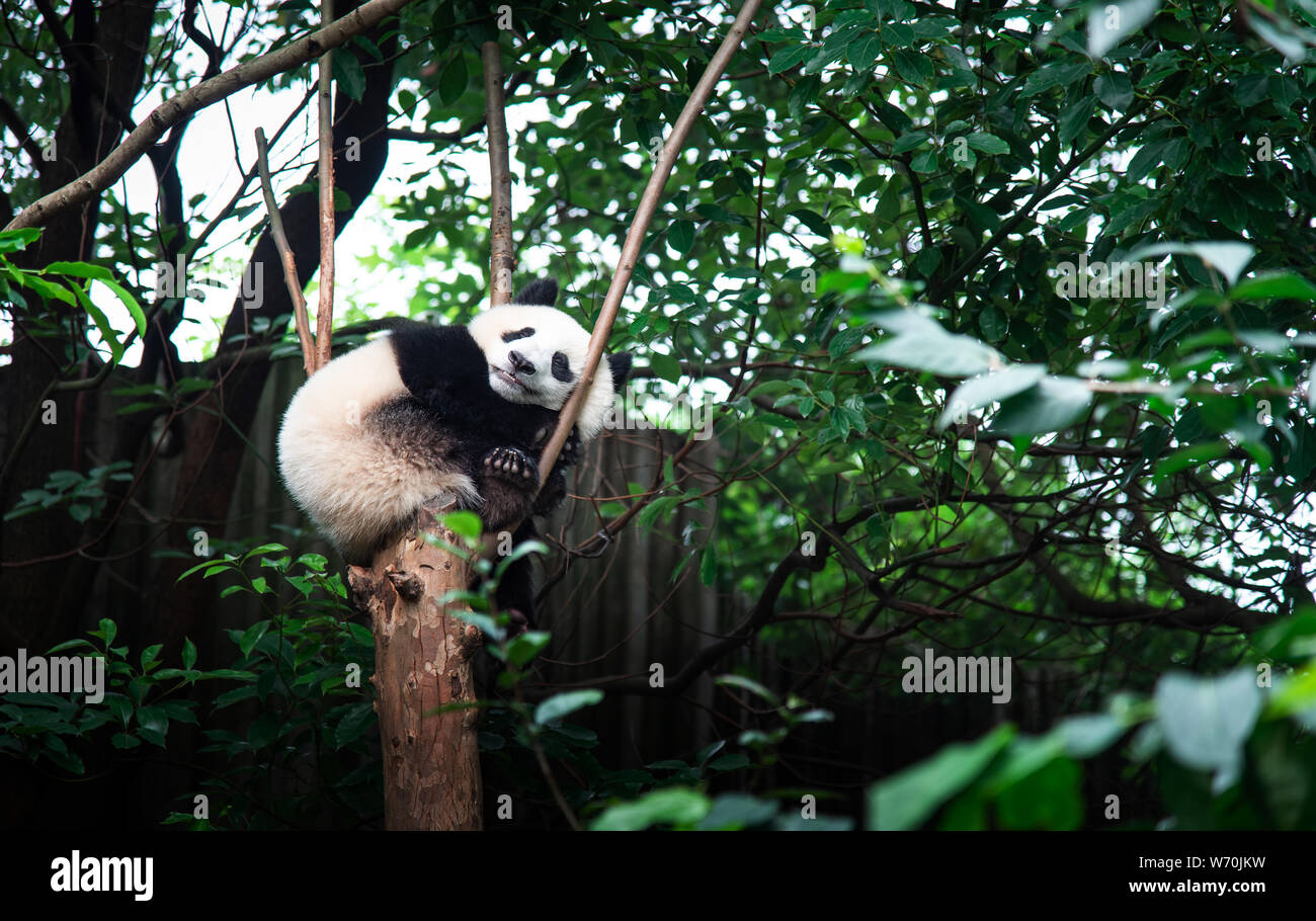 Baby Panda auf einem Baum in Chengdu, China sitzen Stockfoto