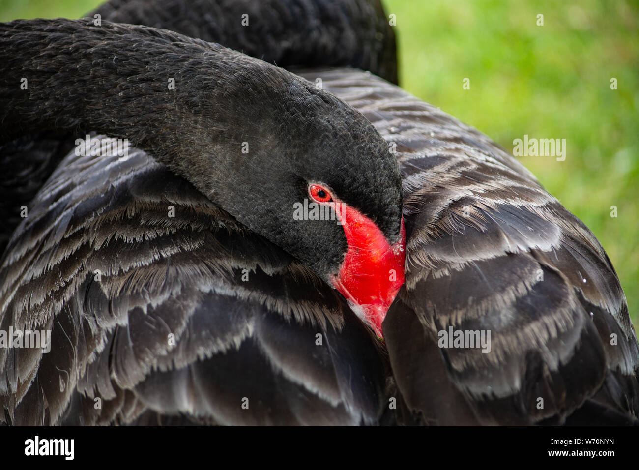 Schöne schwarze Schwan, eine von Naturen Bilder. Stockfoto