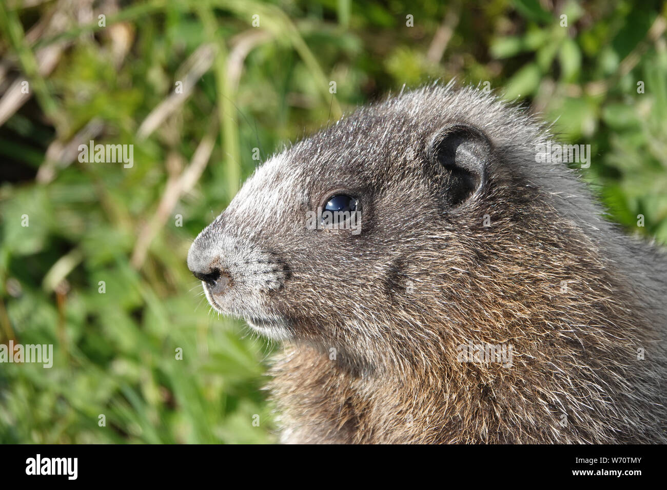 Junge graue Murmeltier (Marmota caligata) im Mount Rainier National Park, WA, USA; Juli 2019 Stockfoto
