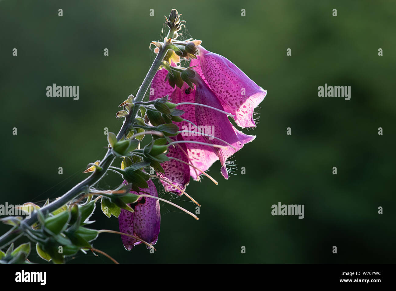 Der obere Rand der Fingerhut mit rosa Blumen werden Sie in unmittelbarer Nähe von einem seitlichen Profil anzeigen Stockfoto