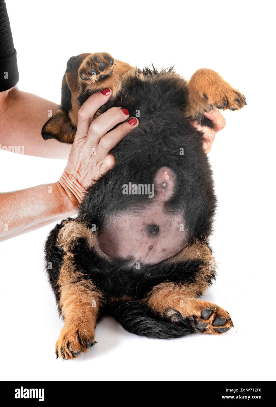 Welpe mit nabelbruch vor weißem Hintergrund Stockfoto