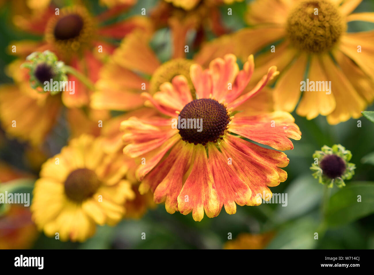 Die rudbeckien Blumen Stockfoto