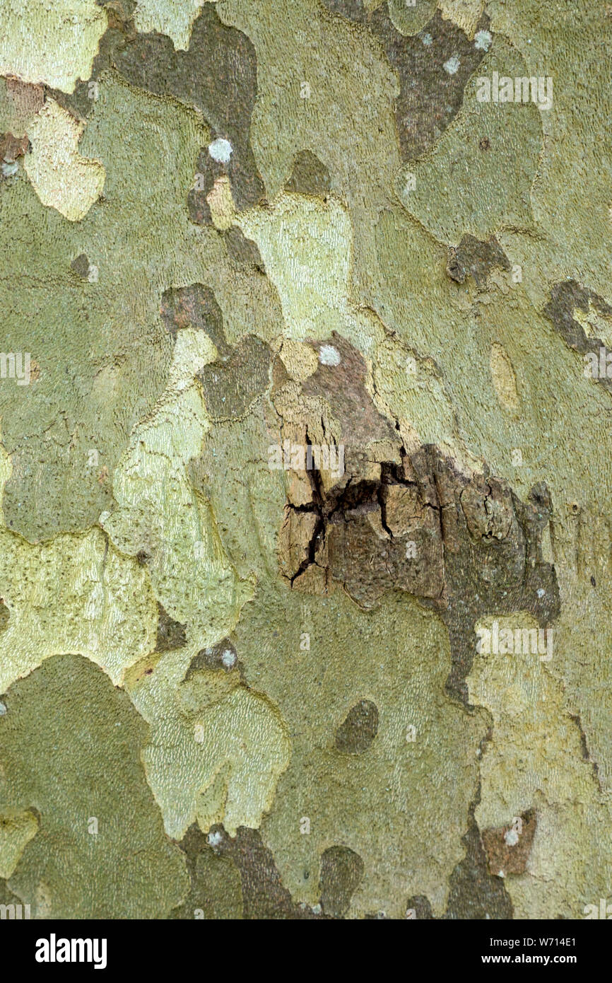 London Platane Rinde. (Platanus x Hispanica Baum) Stockfoto