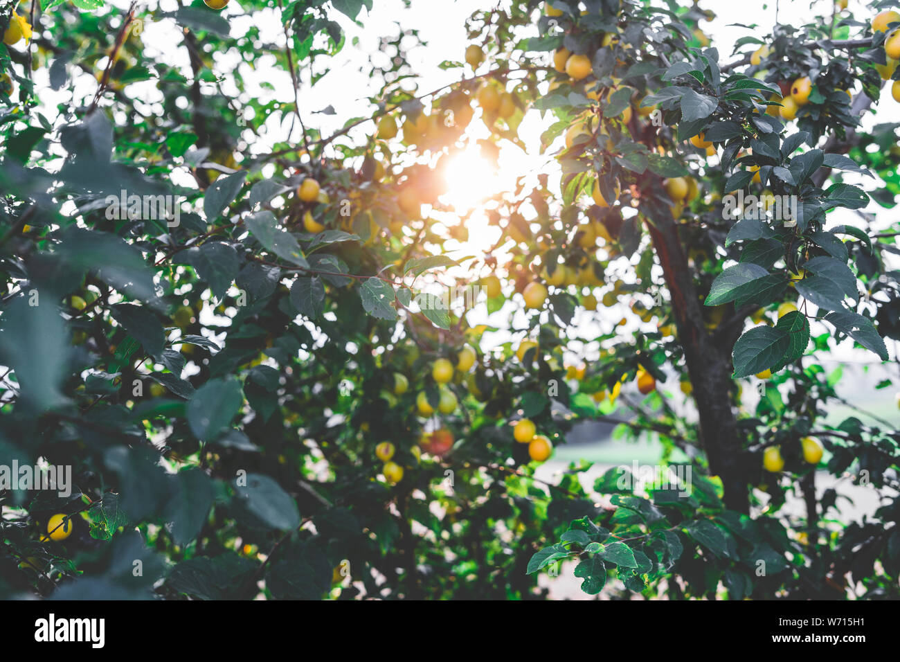 Sonnenschein durch Blätter und Früchte Stockfoto
