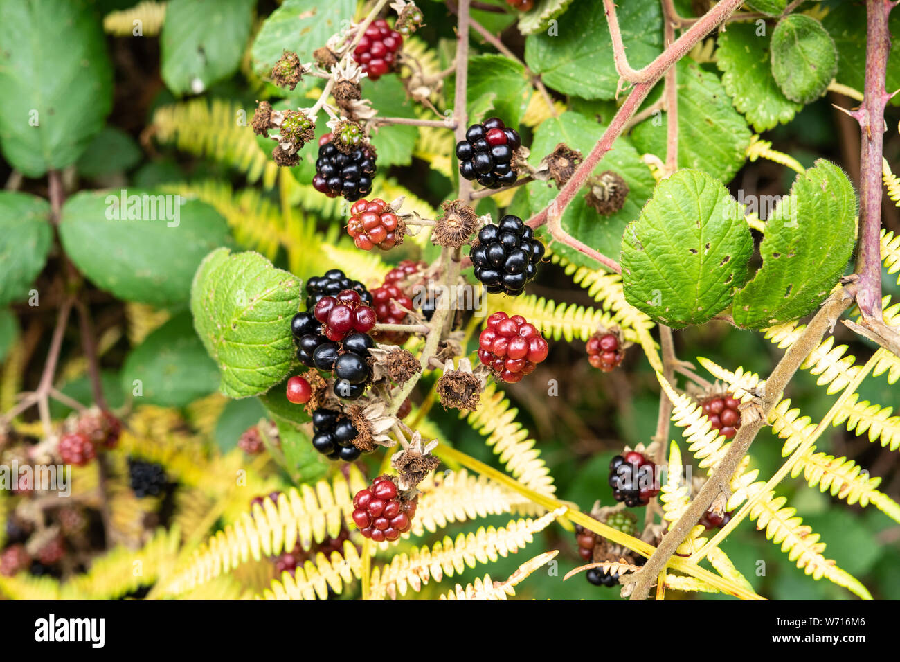 Wilden Brombeeren auf einem Busch. Leckeres Essen Stockfoto