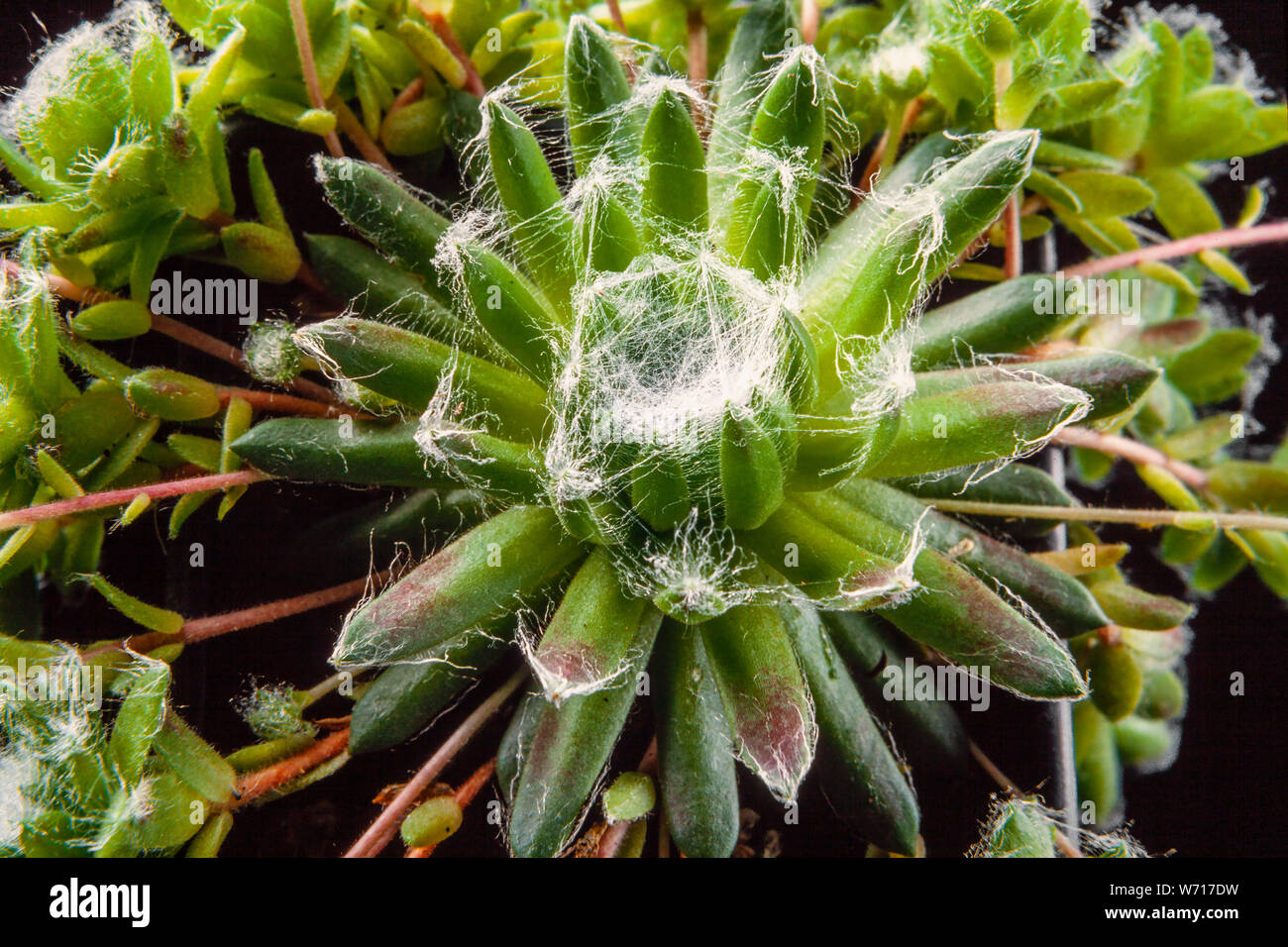 Spinnennetz, Hauswurz Sempervivum arachnoideum Stockfoto