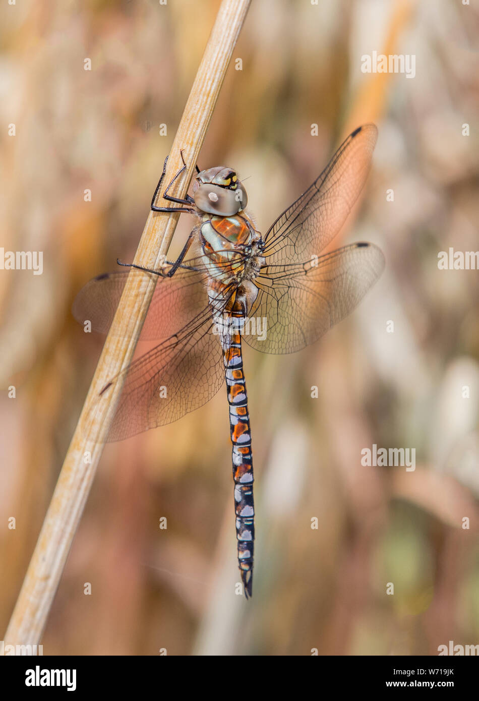 Libelle, Wanderarbeitnehmer Hawker, Aeshna mixta, sitzen auf einem Weizen Stammzellen in Großbritannien Landschaft Bedfordshire, Juli 2019 Stockfoto