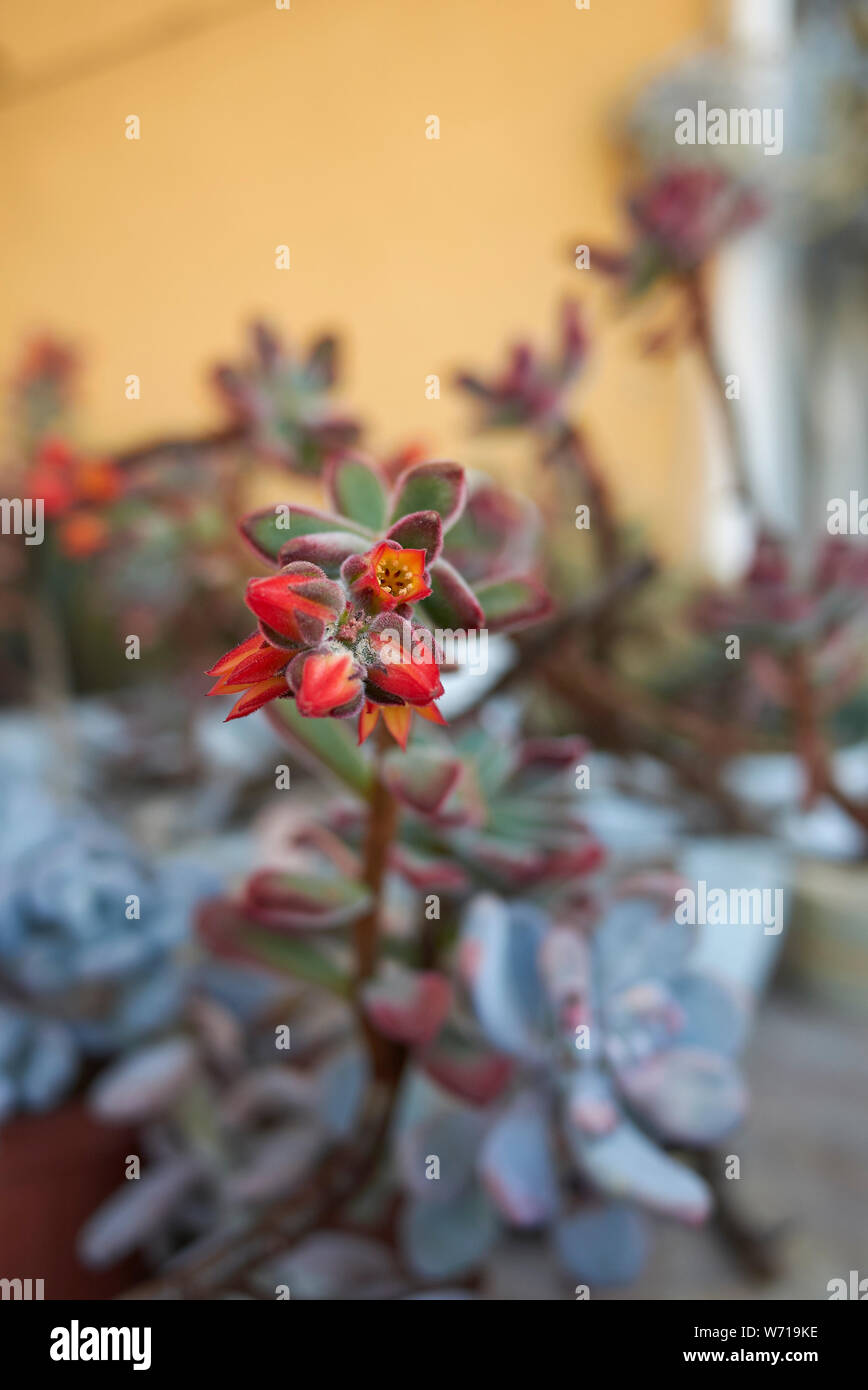 Echeveria pulvinata mit bunten Blumen Stockfoto