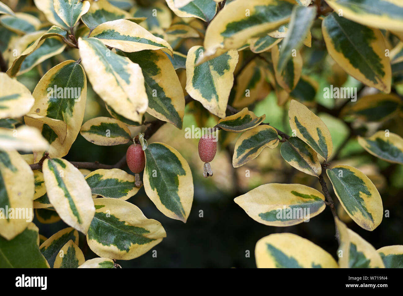 Bunte Blätter der Elaeagnus pungens mit frischem Obst Stockfoto