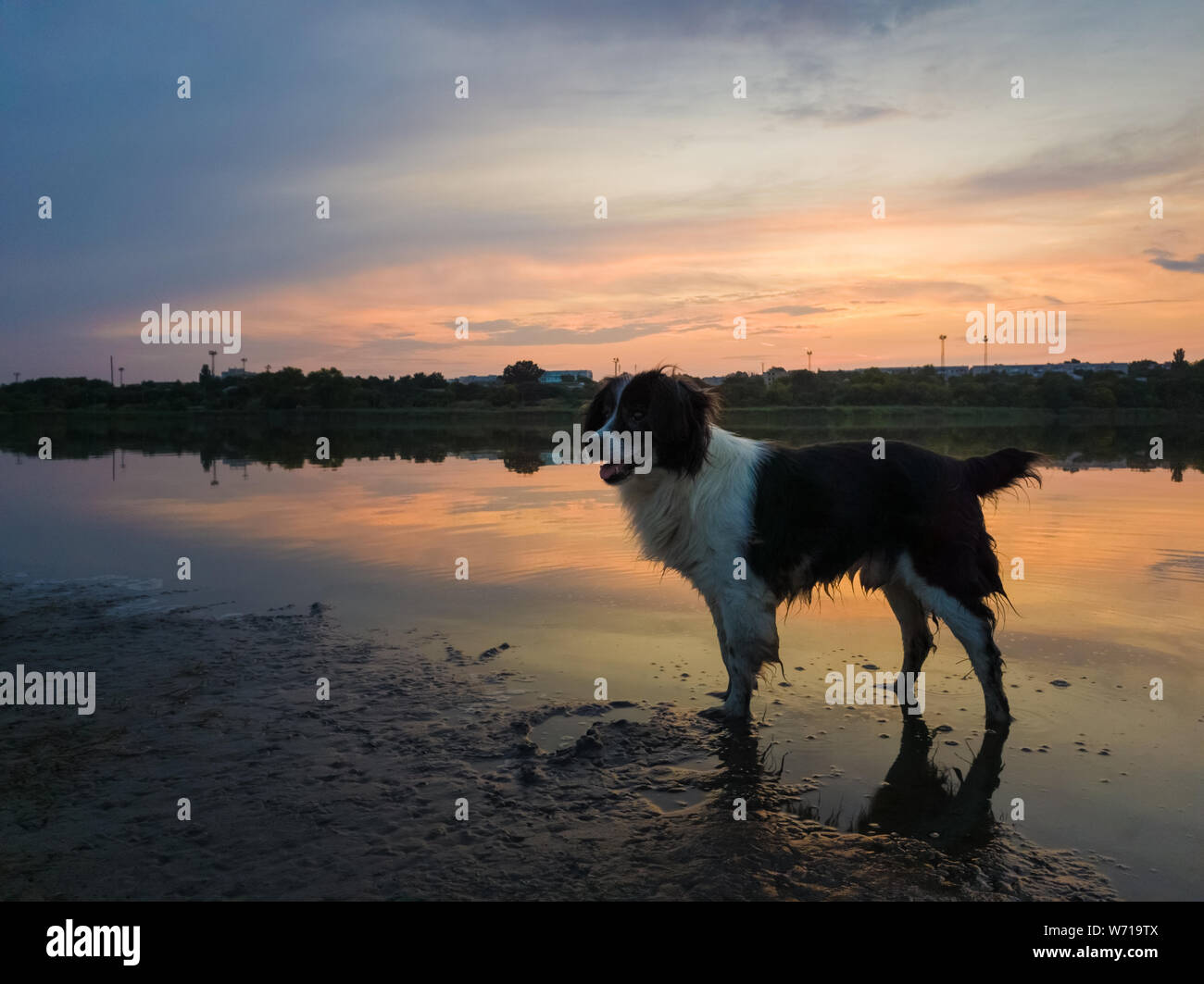 Adorable Hund beiseite schaut aufmerksam, im Wasser stehend am Ufer des Sees in den Sonnenuntergang Himmel auf der Oberfläche spiegelt. Idyllische Landschaft bac Stockfoto