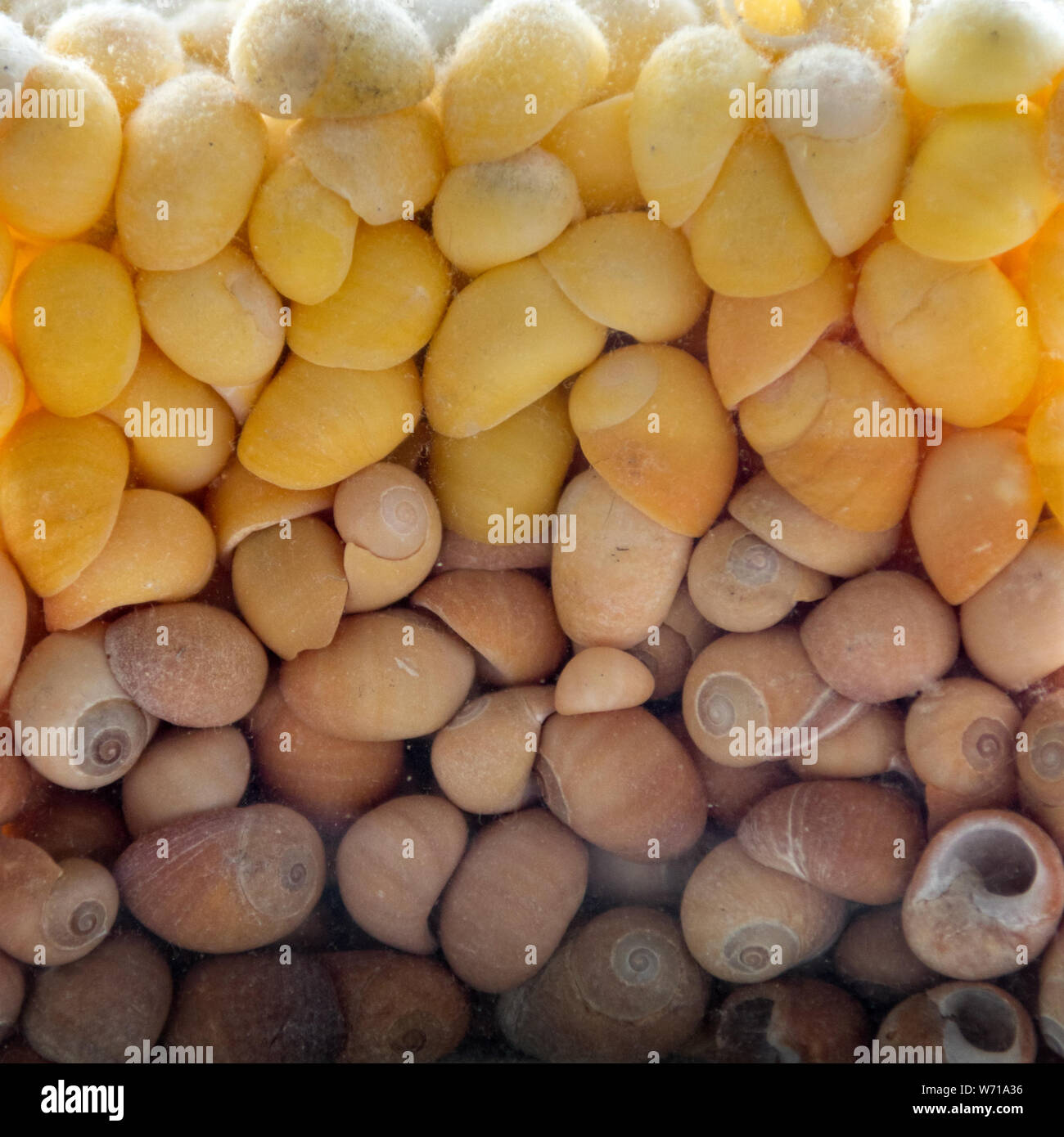 Kleine staubige braune und gelbe Seashells in einem Glas Vase. Stockfoto