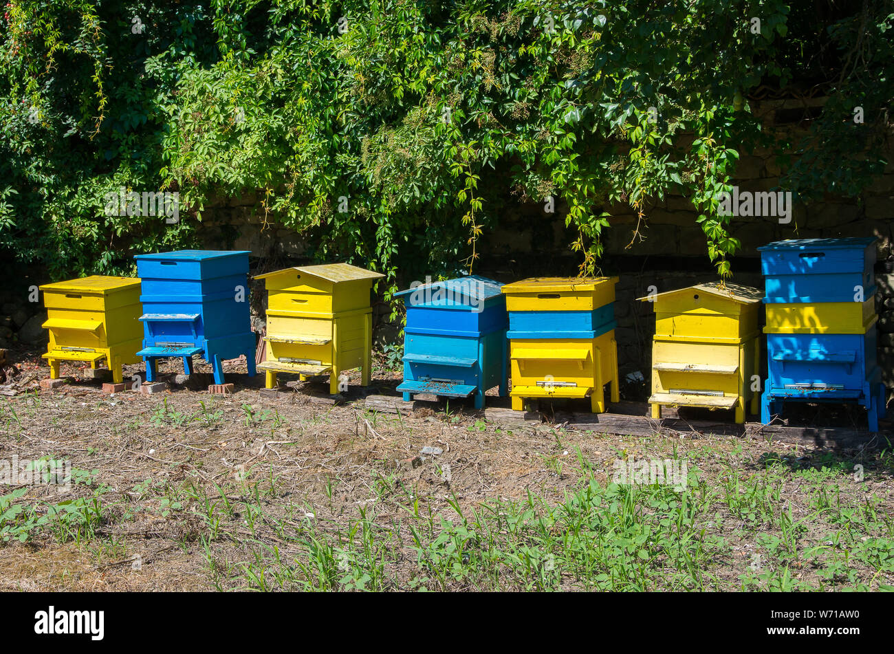 Die Bienenzucht. Bienenvölker in den Garten. Stockfoto