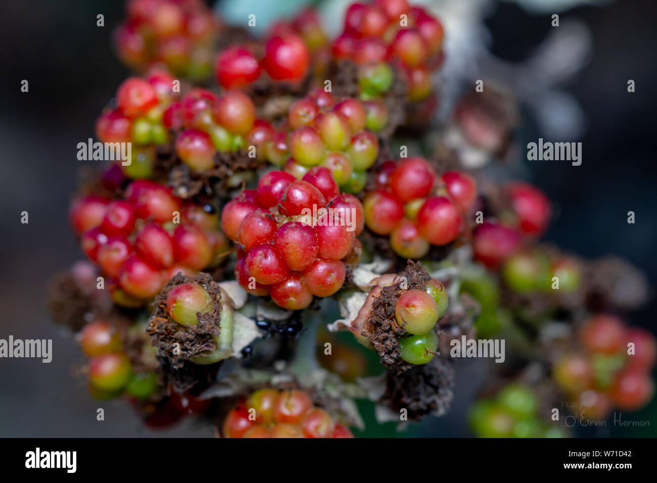 Wildbeeren (Rubus ulmifolius) sind eine heimische Speisefrucht Israels Stockfoto