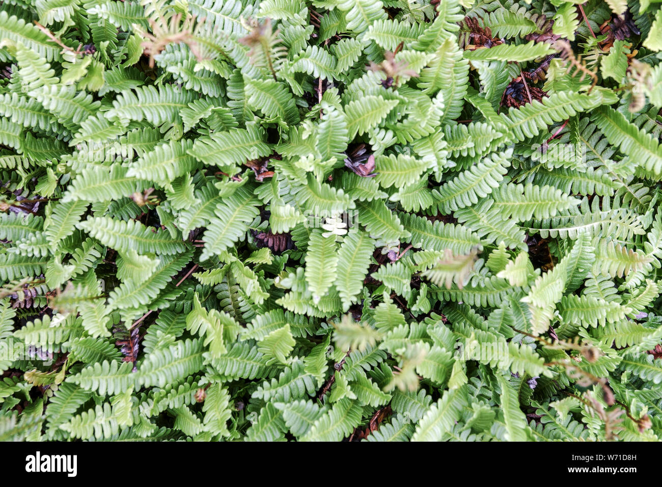 Alpine Water-Fern, Austroblechnum Penna-Marina, Farn Blätter der Pflanze im Garten Stockfoto