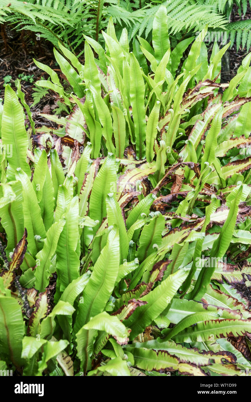 Der Hart-Zunge Farn, Asplenium scolopendrium, Farn Blätter der Pflanze im Garten Stockfoto