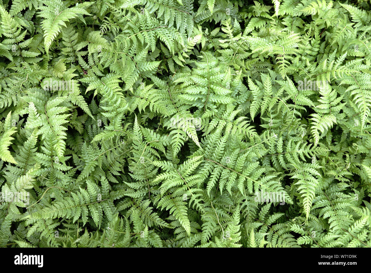 Pseudophegopteris levingei, Farn Blätter der Pflanze im Garten Stockfoto