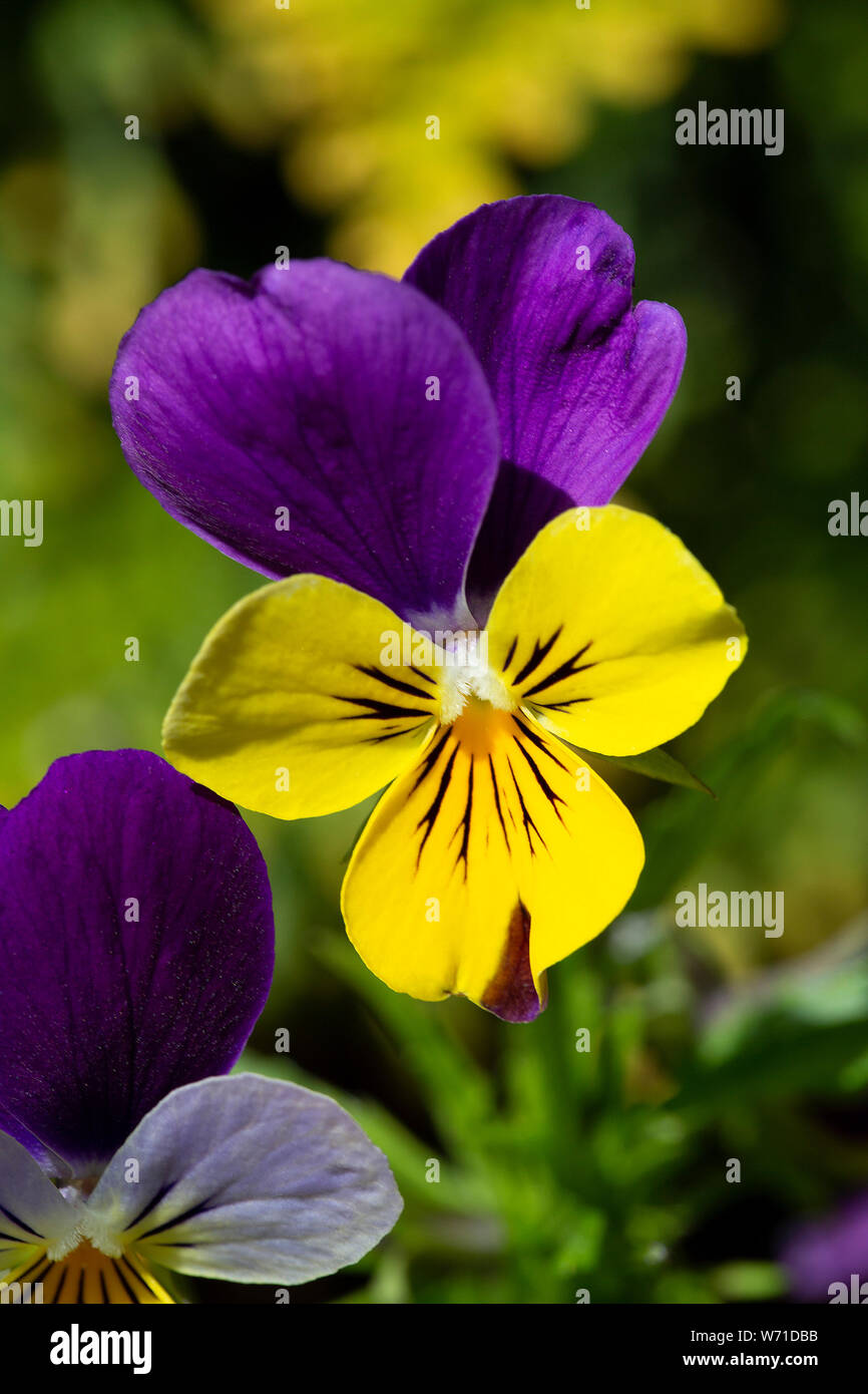 Violett Johnny Jump Up (Viola tricolor), close-up Stockfoto