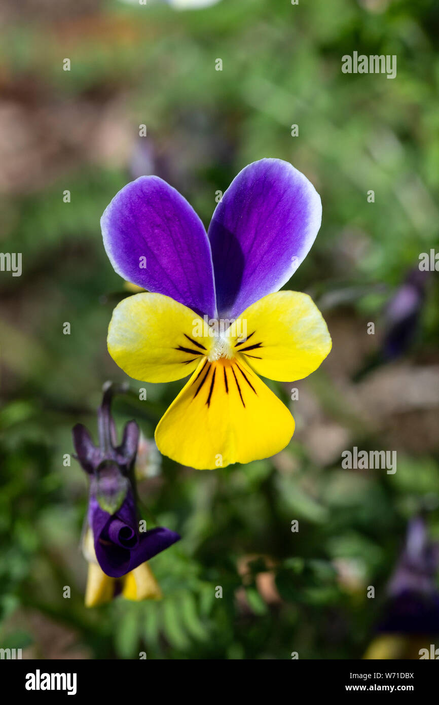 Violett Johnny Jump Up (Viola tricolor), close-up Stockfoto