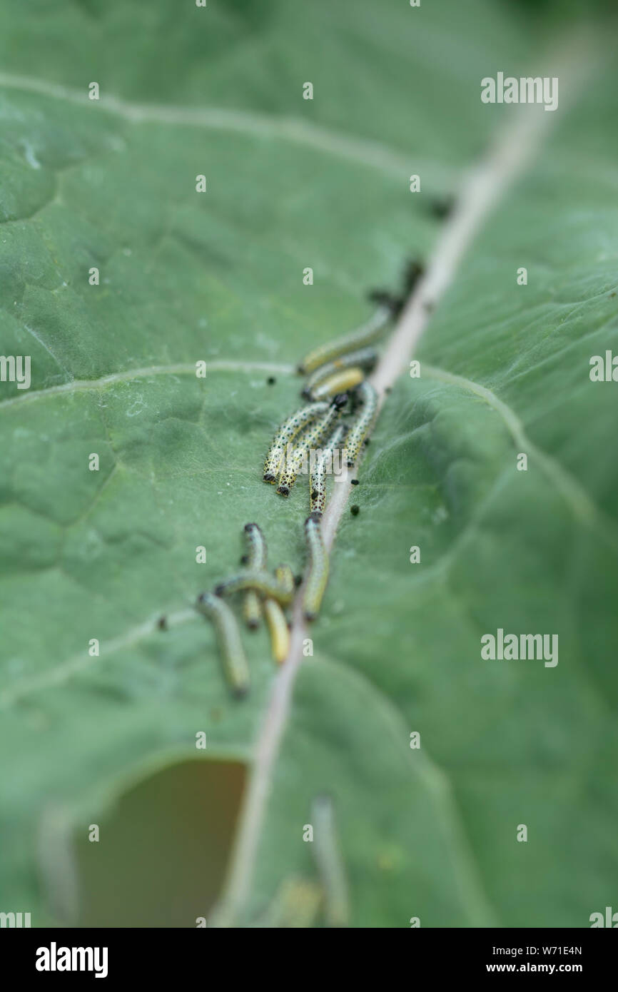 Kohl weiß (Pieris brassicae) Raupen auf einem kale Blatt. Stockfoto