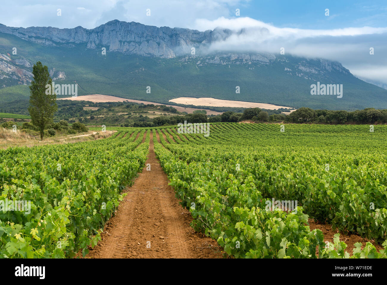 Weinberg im Sommer an der Rioja Alavesa, Baskenland, Spanien Stockfoto