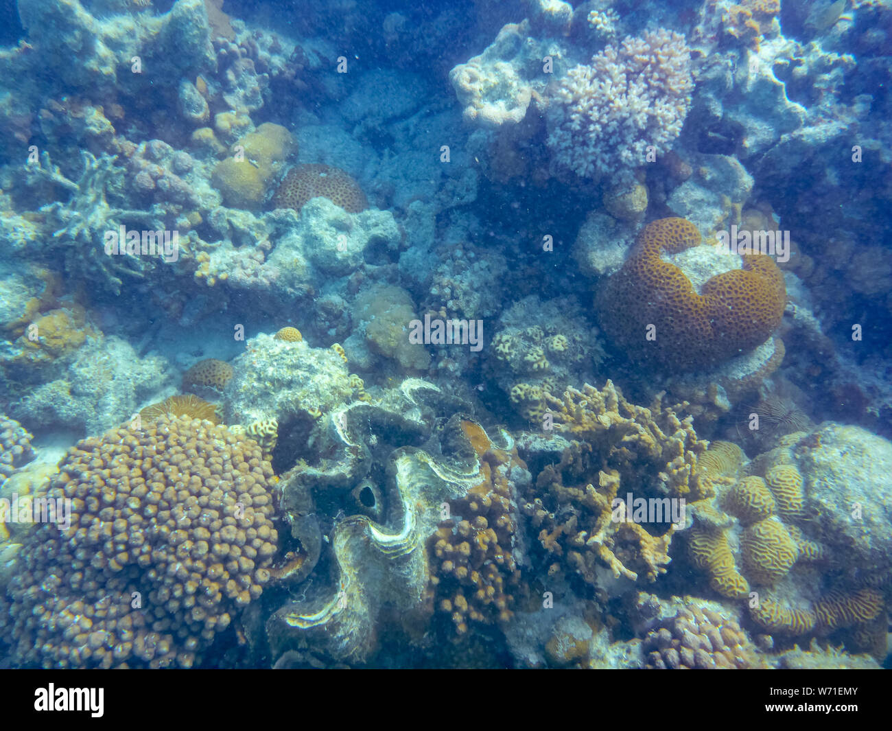 Riesenmuschel big sea shell zwischen Korallen am Ningaloo Reef in der Nähe von Coral Bay, Australien Stockfoto