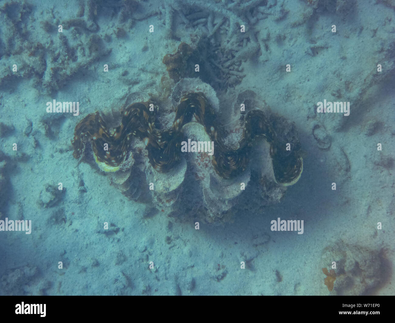 Riesenmuschel big sea shell am Ningaloo Reef Coral Bay Australien Stockfoto