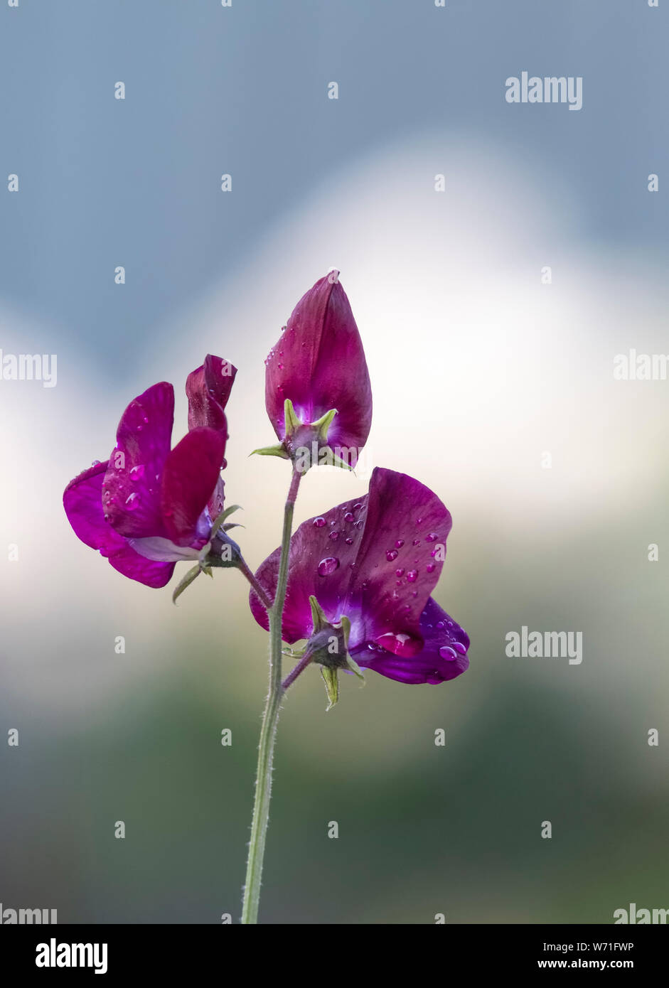 Pflaume farbige Sweet Pea Blumen gegen eine unscharf Hintergrund Stockfoto