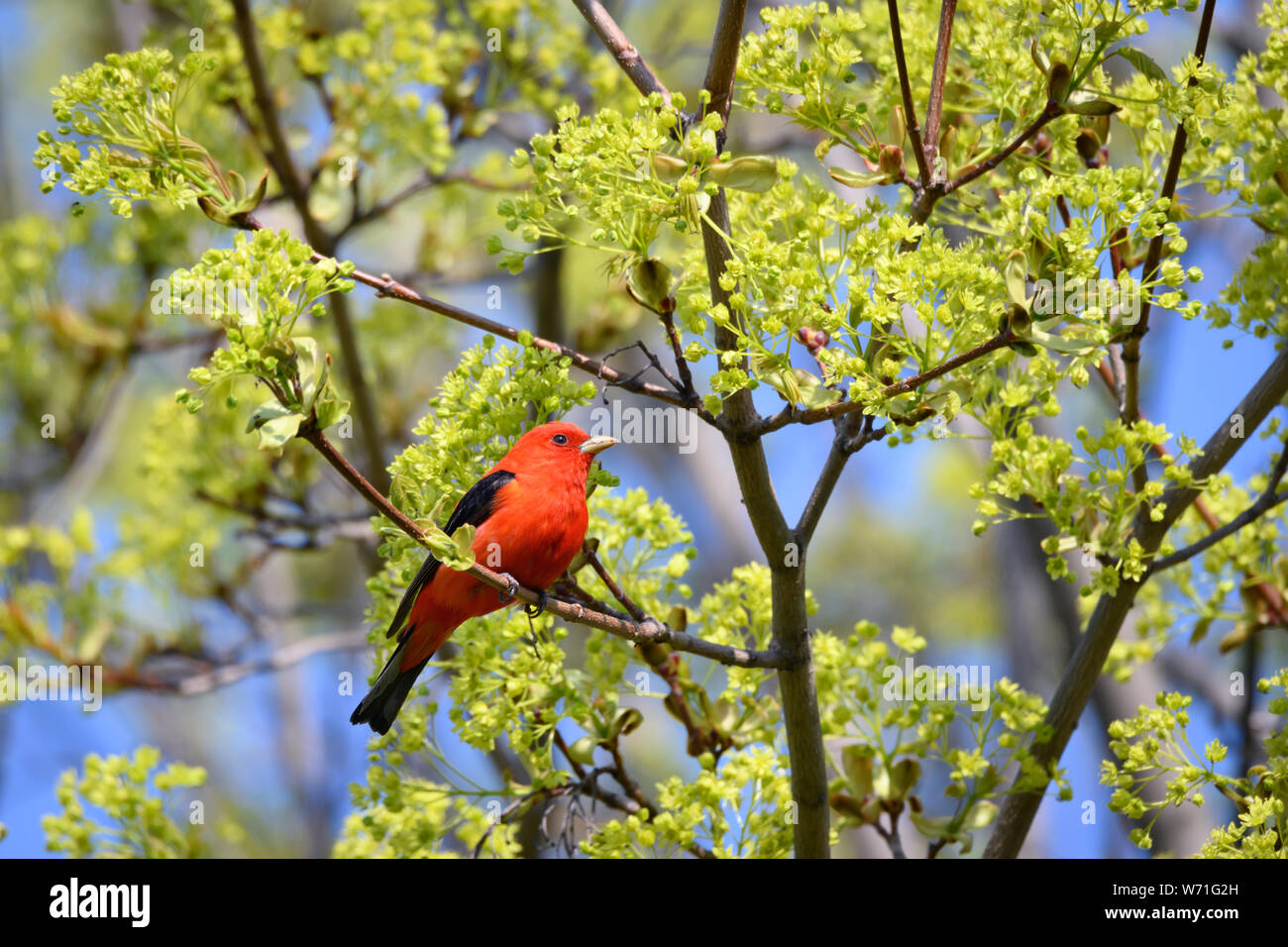 Ein Scarlet Tanager Grünfutter für eine Mahlzeit in einem Spitzahorn während seiner Frühjahrszug Zwischenstopp in Toronto die beliebte Ashbridges Bay Park. Stockfoto