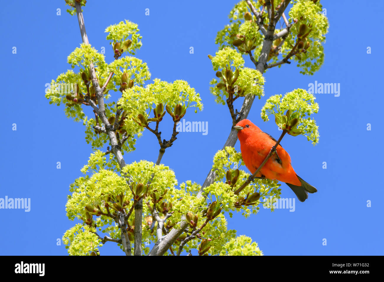 Ein Scarlet Tanager Grünfutter für eine Mahlzeit in einem Spitzahorn während seiner Frühjahrszug Zwischenstopp in Toronto die beliebte Ashbridges Bay Park. Stockfoto