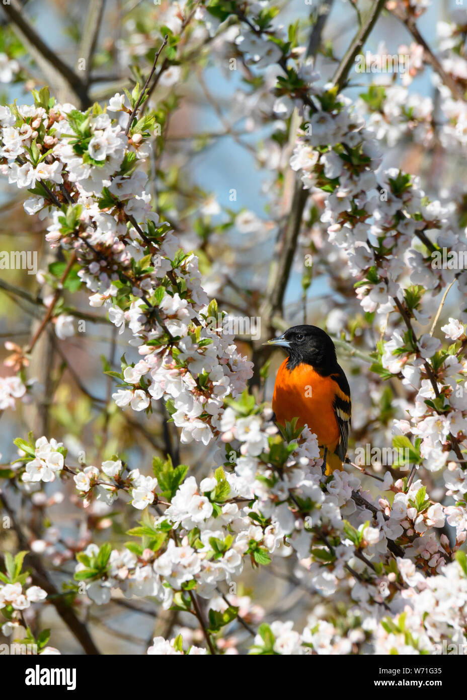 Ein Baltimore Oriole Grünfutter für eine Mahlzeit in einem blühenden crabapple Tree in Toronto, Ontario beliebte Ashbridges Bay Park während der Migration. Stockfoto