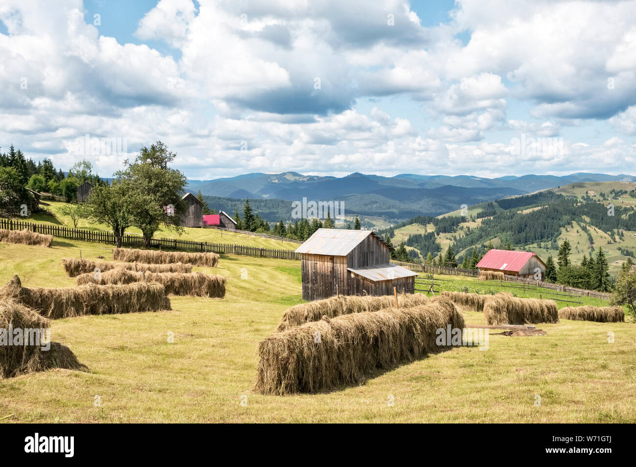 Das Trocknen von Heu auf Holz Zäune in den Feldern in der Nähe von Moldovița, Bukowina, Rumänien Stockfoto