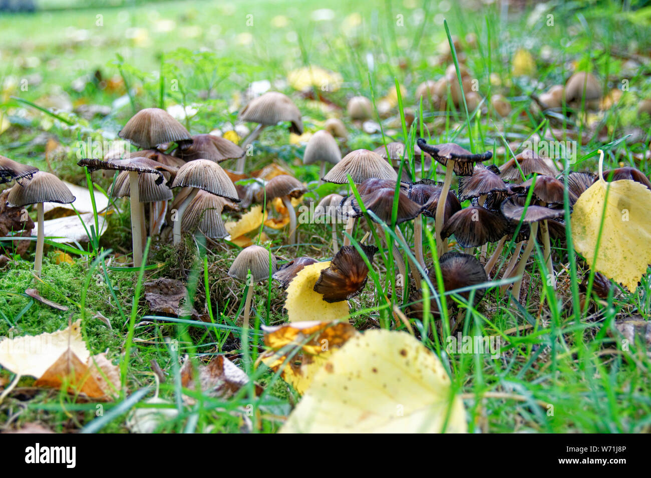 Braun mottlegill Pilze Pilze wachsen durch Gras und Blätter im Herbst Streuung den Boden um Sie herum Stockfoto