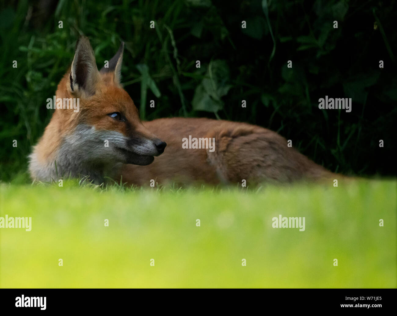 Eine wilde Red Fox (Vulpes vulpes) entspannt in den frühen Abend, Warwickshire Stockfoto