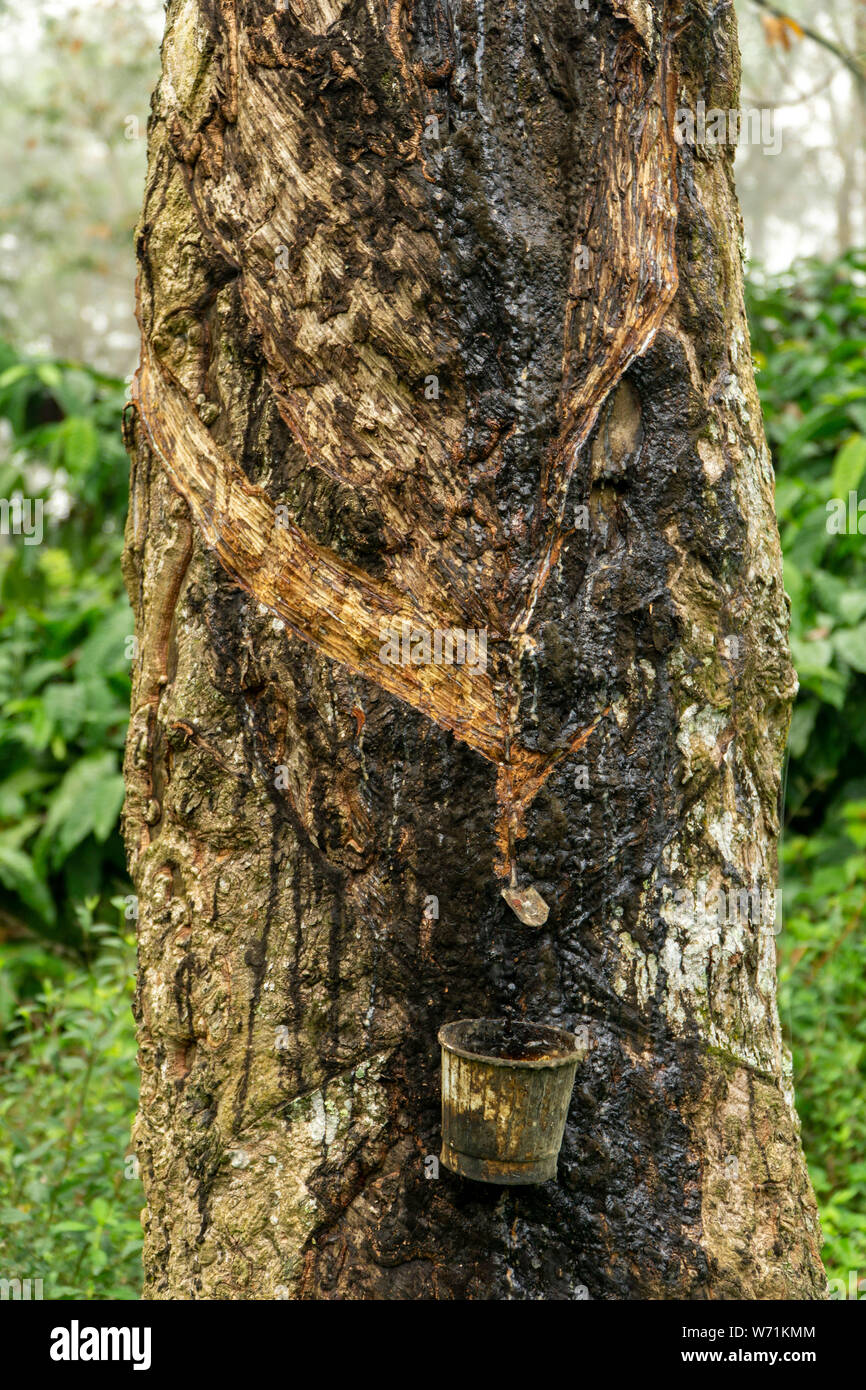 Tippen sap Latex aus dem Gummibaum Stockfoto