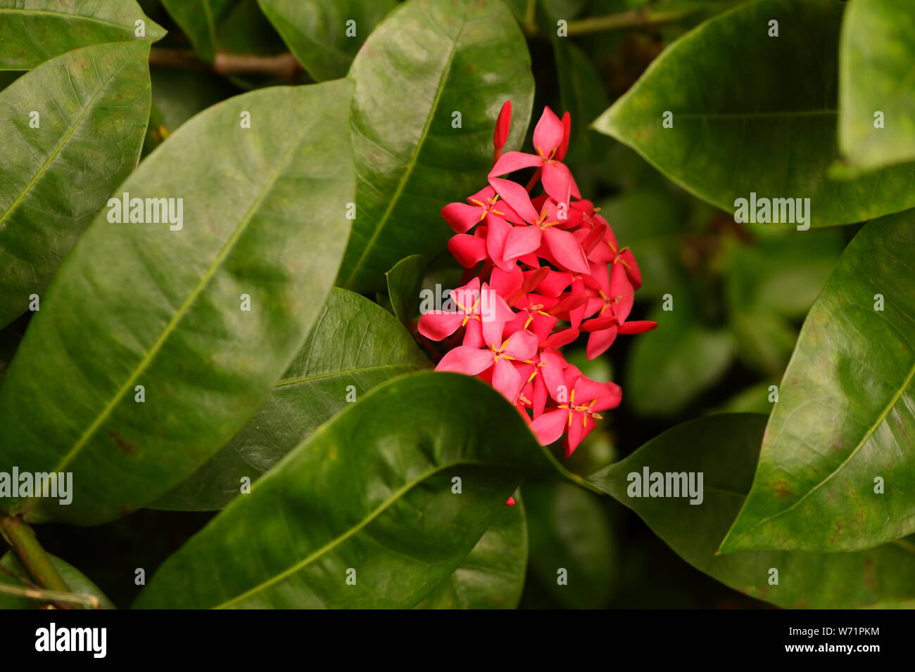 Schöne rosa Ixora blühen in den Busch Stockfoto