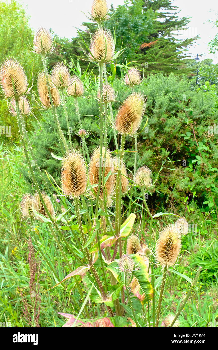 Stachelige Teazels (dipsacus) Mitte Sommer in West Sussex, England, Großbritannien Stockfoto