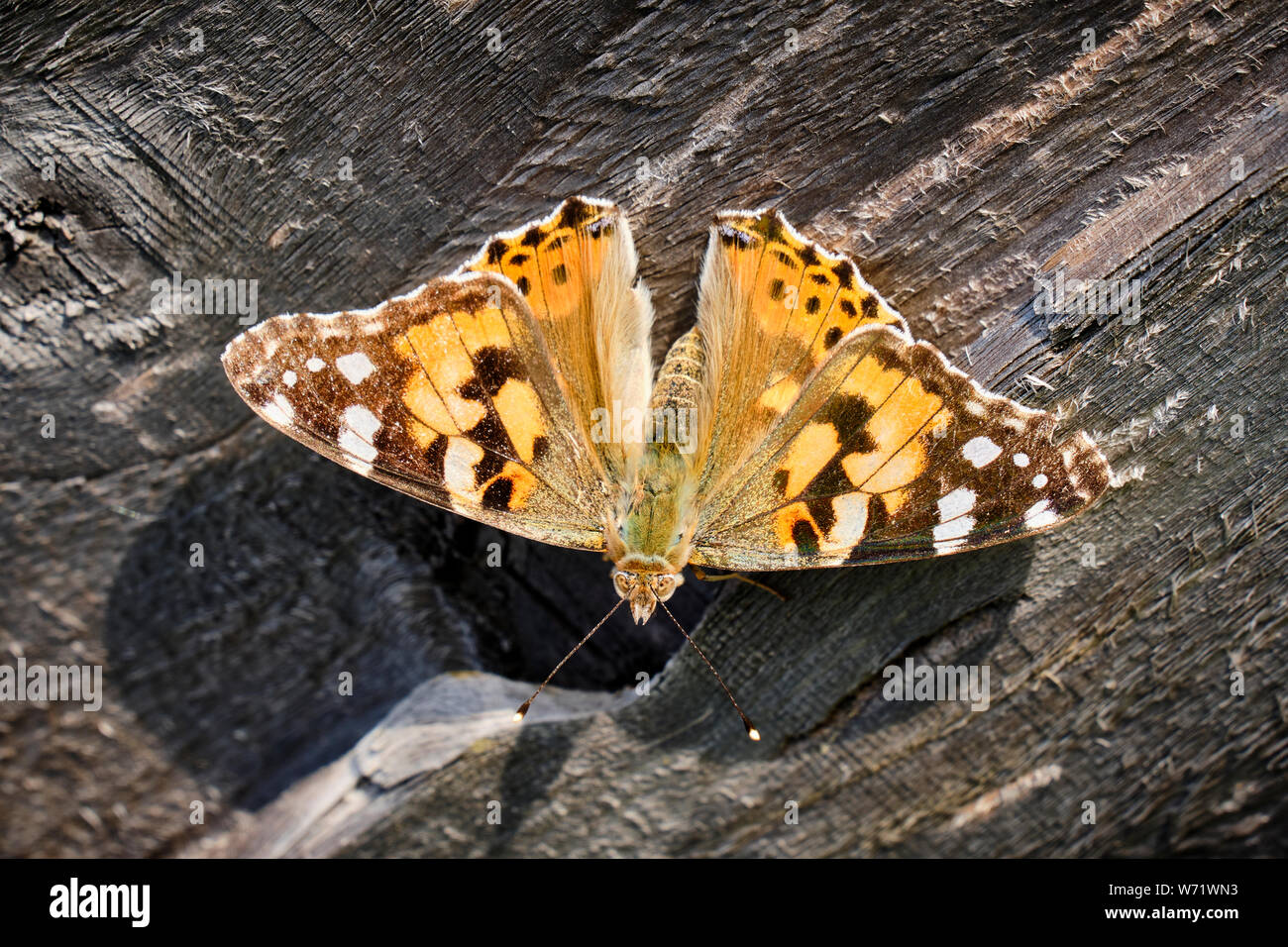 Distelfalter Schmetterling auf hölzernen Zaun, Church Stretton, Shropshire Stockfoto