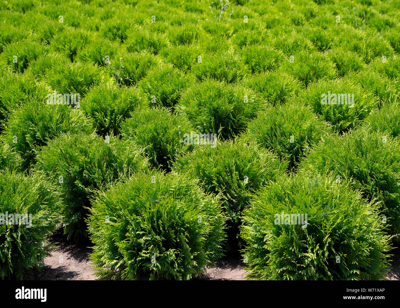 Thuja garden Fotos und Bildmaterial in hoher Auflösung Alamy
