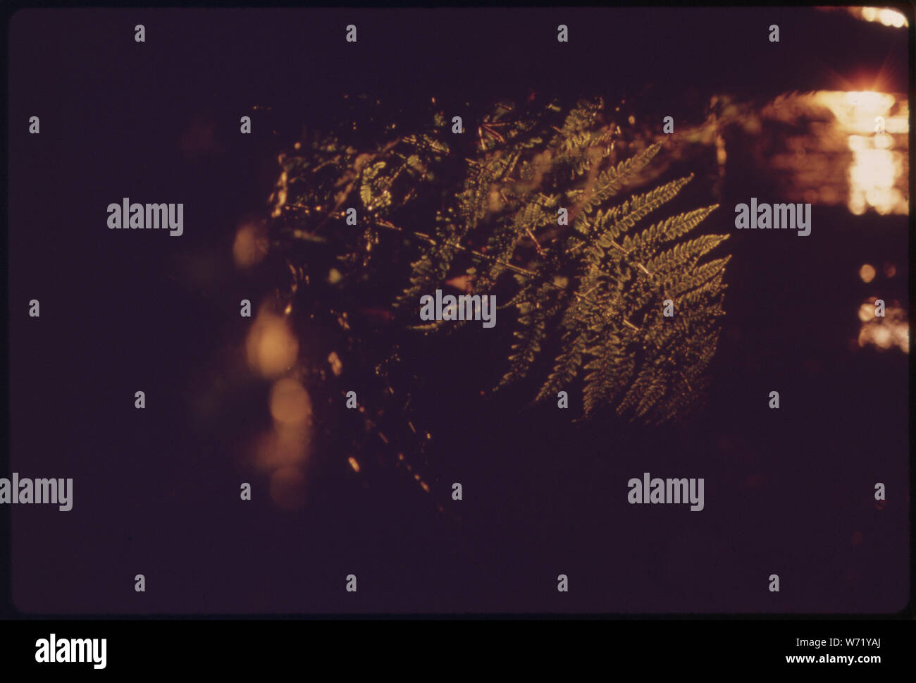 Balsame UND FARNE IN DEN FRÜHEN MORGEN IM ADIRONDACK FOREST PRESERVE Stockfoto