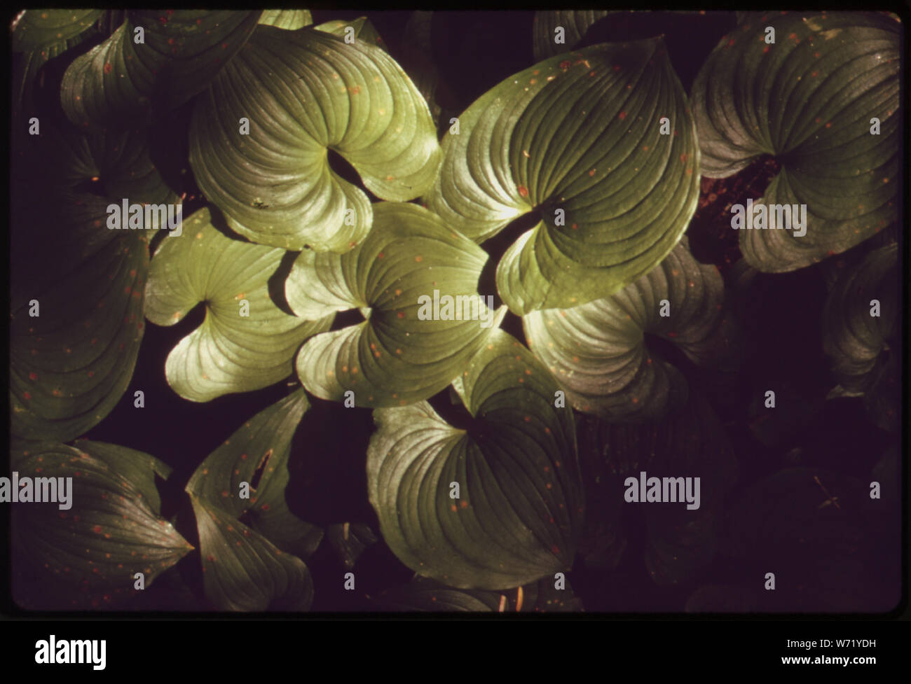Raupe RUBY PFLANZEN IM QUEETS RIVER VALLEY von Olympic National Park, Washington wächst Stockfoto