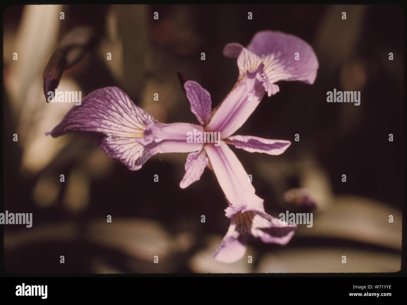 Blaue Flagge (IRIS), IN DER ADIRONDACK FOREST PRESERVE Stockfoto