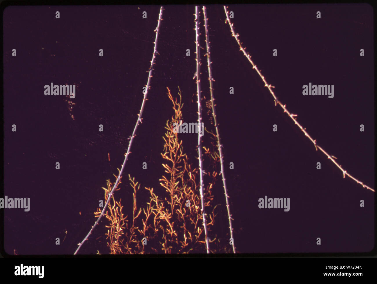 BRAMBLES in Olympic National Park, Washington Stockfoto