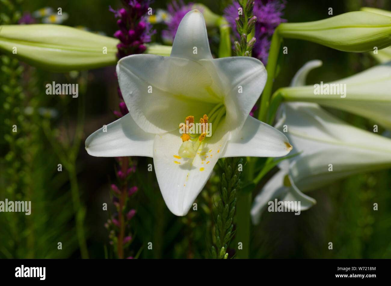 Weiße Lilie im Sommer Stockfoto