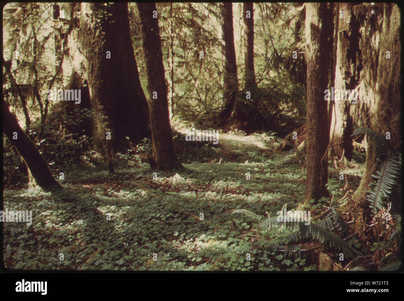 Höhepunkt FICHTENWALD MIT GROUND COVER VON OREGON OXALIS RAUPE RUBY UND WESTLICHEN SCHWERT/FARN IM QUEETS TAL DER OLYMPIC NATIONAL PARK, Washington Stockfoto
