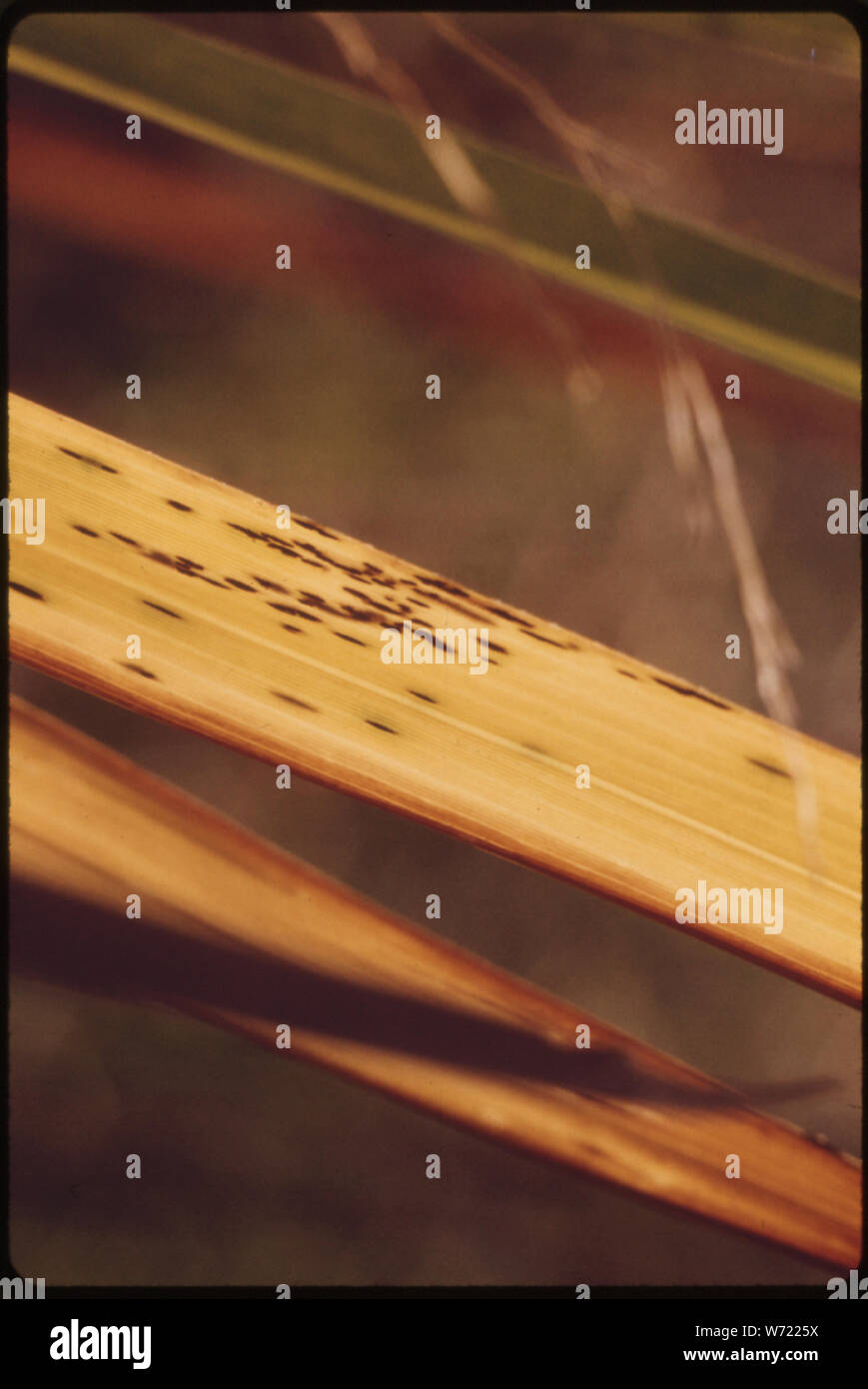 Nahaufnahme des indischen Gras IM HERBST. Es ist ein großer NATIVE hohes Gras in Kansas. Das BILD WURDE IN JOHNSON COUNTY IN DER NÄHE VON KANSAS CITY. Eine Welle der Pioniere die gebürtigen Gräser GELÖSCHT UND SÄTE IN DIE fruchtbare Erde. Als Ergebnis nur isolierte Flecken von NATIVE TALLGRASS PRAIRIE ÜBERLEBEN. Es ist eine Rechnung im Kongress, EINEM GEBIET DES KANSAS ein TALLGRASS PRAIRIE NATIONAL PARK ABER ES IST OPPOSITION UND DIE RECHNUNG BLEIBT IM AUSSCHUSS IM KONGRESS Stockfoto