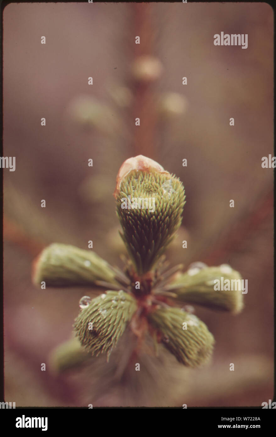 Nahaufnahme des neuen Wachstum auf einer 10-jährigen Fichte auf einem SÜDHANG IN OLYMPIC NATIONAL TIMBERLAND, Washington. In der Nähe des Olympic National Park Stockfoto