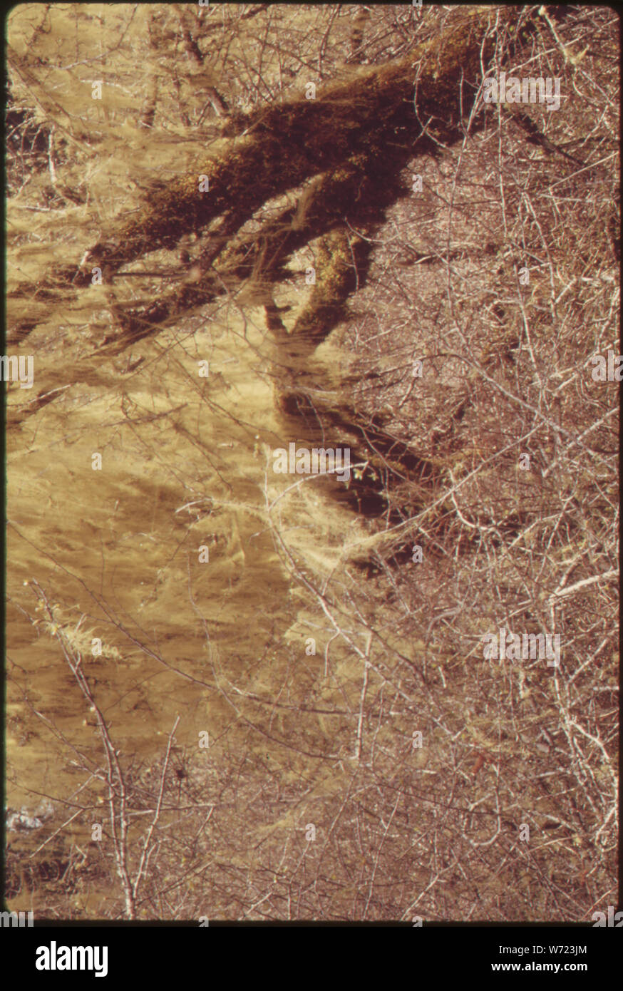 CRABAPPLE IN EINEM FEUCHTEN BODEN WIESE IN DER SIMPSON NACHHALTIGEN ERTRAG DER OLYMPIC NATIONAL TIMBERLAND, Washington. In der Nähe des Olympic National Park Stockfoto