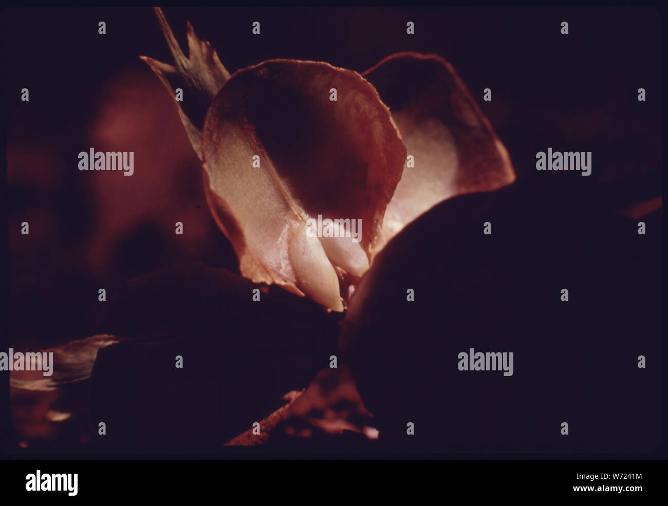 In der Nähe von Douglas fir Samen in einen Kegel. Timberland auf Vancouver Island, British Columbia. In der Nähe von Port Alberni, British Columbia, Kanada. Vom Umweltschutz Agencys Projekt DOCUMERICA Sammlung, Lob der Wälder. Für weitere Bilder siehe Datenblatt Nr. S 209, 210, 211, 212 und 213. ENTHEOS. September, 1974. Stockfoto