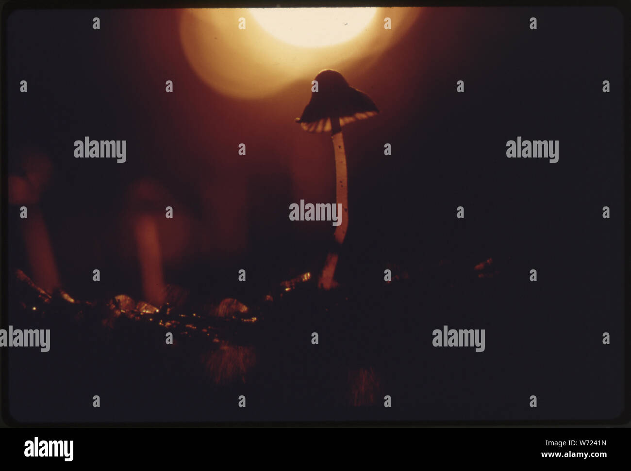 In der Nähe eines empfindlichen Pilz kurz beleuchtet von der Sonne Licht, wie es in den Wald Stock in einem privaten Wald Pässe auf Green Mountain, Washington erhalten. In der Nähe von Seattle, Washington. Vom Umweltschutz Agencys Projekt DOCUMERICA Sammlung, Lob der Wälder. Für weitere Bilder siehe Datenblatt Nr. S 209, 210, 211, 212 und 213. Stockfoto