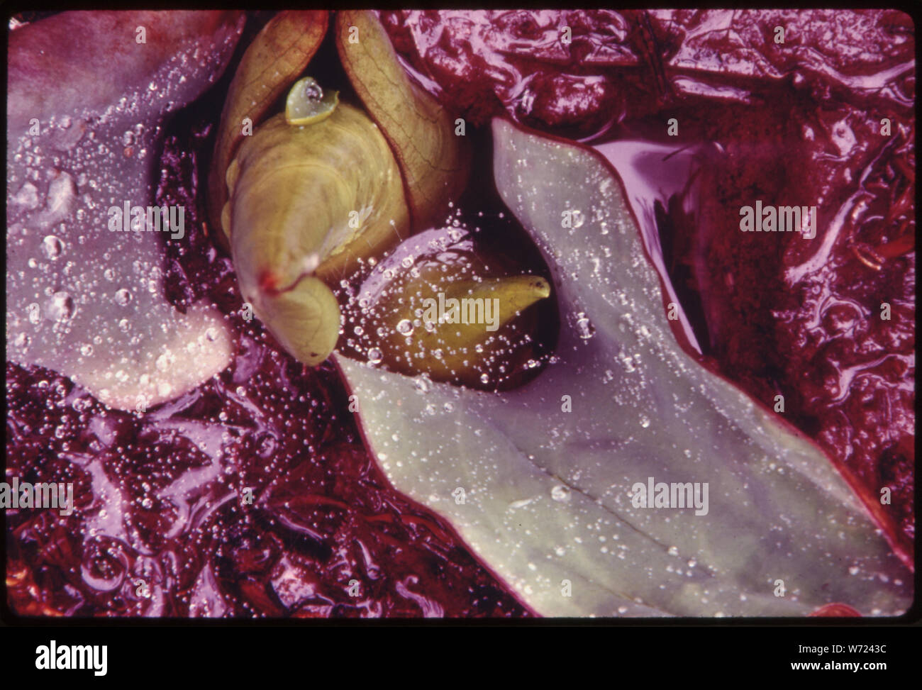Nahaufnahme einer Skunk cabbage (Lysichiton kamtschatcense) Gerade entfaltet die ersten grünen Blätter des Frühlings in feuchten Gebieten der Timberland auf Vancouver Island, British Columbia. In der Nähe von Port Alberni, British Columbia, Kanada. Aus dem der Umweltschutz Agencys Projekt DOCUMERICA Sammlung, Lob der Wälder. Für weitere Bilder siehe Datenblatt Nr. S 209, 210, 211, 212 und 213. ENTHEOS. April, 1969. Stockfoto